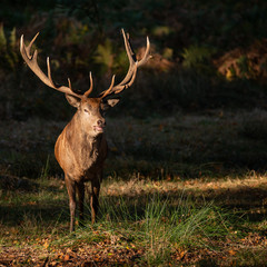 Beautiful portrait of red deer stag Cervus Elaphus in colorful Autumn Fall woodland landscape