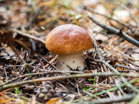 Fresh Boletus edulis mushroom in the forest, macro