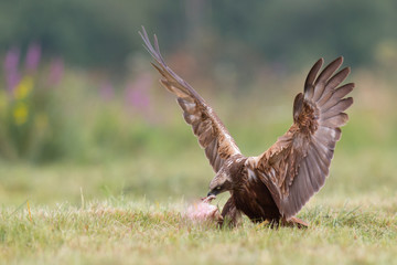 Birds of prey - Marsh Harrier (Circus aeruginosus), landing,