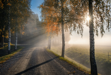 Scenic landscape with road, birches, sunlight and sun rays at autumn morning in Finland