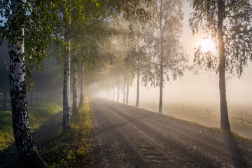 Fototapeta na wymiar Scenic landscape with road, birches, sunlight and sun rays at autumn morning in Finland
