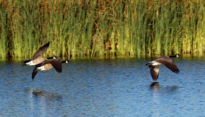 Canadian Geese