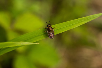 Fototapeta premium Insekt
