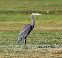 Great Blue Heron