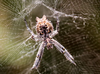 Cyrtophora citricola - Opuntienspinne 