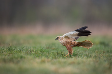 Birds of prey - Marsh Harrier (Circus aeruginosus), landing,