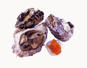 Oysters