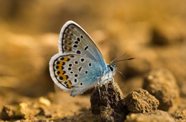 Silver-studded blue male