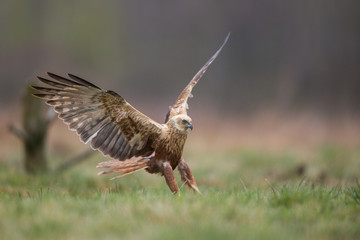 Birds of prey - Marsh Harrier (Circus aeruginosus), landing,