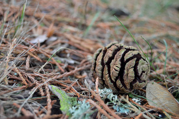 Pine cone