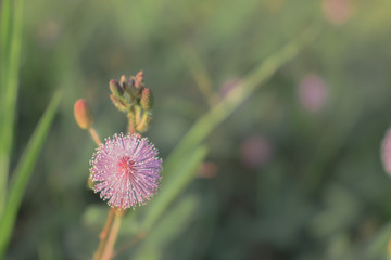 beautiful  pink wildflower and grass background