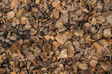 Colorful backround image of fallen autumn leaves perfect for seasonal use