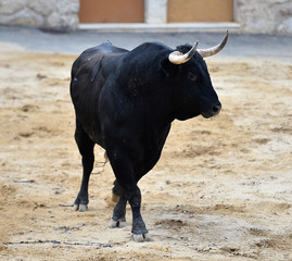 toro peligroso en españa