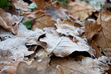 Autumn leaves