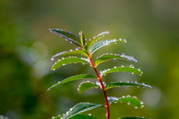 Raindrops on leaves