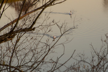 Two swans swimminh near the river shore.Two swans swimming under tree branches at sunset in autumn