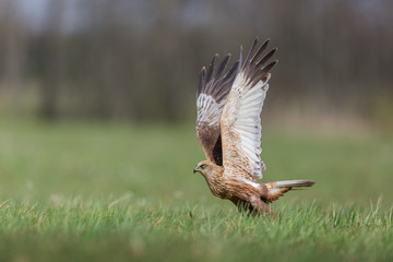 Birds of prey - Marsh Harrier (Circus aeruginosus), landing,