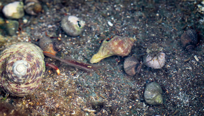 Muscheln, Garnele, Einsiedlerkrebs