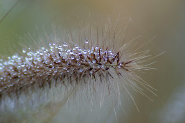 Raindrops