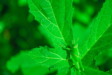grasshopper closeup on green leaf