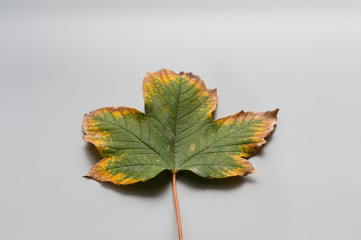 Falling leave as decoration object
