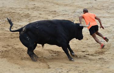 black bull in spain