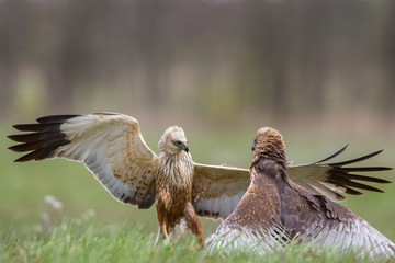 Birds of prey - Marsh Harrier (Circus aeruginosus), landing,