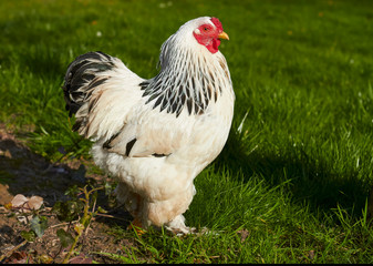 White rooster