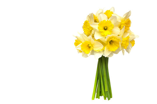 bouquet Yellow narcissus flowers  Isolated on white background and space for your text.