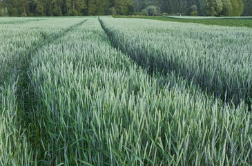 Wheat