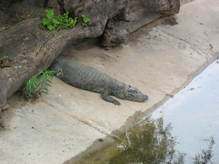 Cocodrilo