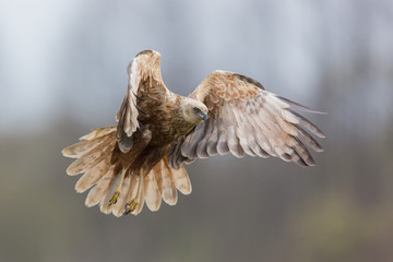 Birds of prey - Marsh Harrier (Circus aeruginosus), landing,
