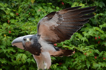 Aguila