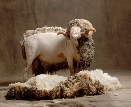 Wool Sheep 
