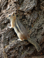Squirrel