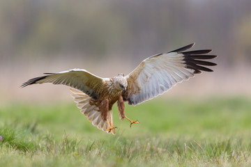 Birds of prey - Marsh Harrier (Circus aeruginosus), landing,