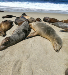 foki i lwy morskie © michalsen