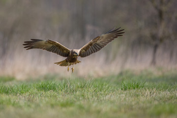 Birds of prey - Marsh Harrier (Circus aeruginosus), landing,