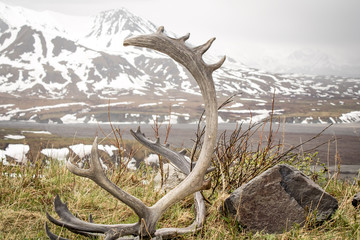 Atlers in Denali National Park Alaska