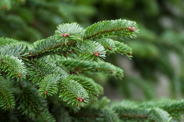 closeup of fir branch in christmas tree