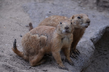 Perrito de la pradera