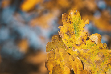 Eichelbl&auml;tter_blau_gelb
