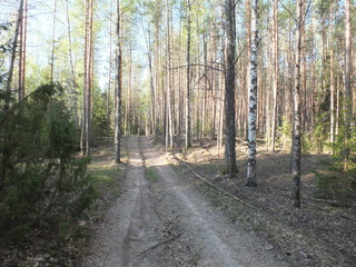 road in forest