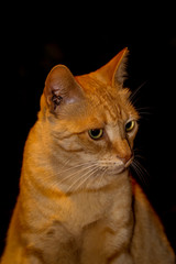 Portrait einer Katze 
