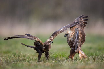 Birds of prey - Marsh Harrier (Circus aeruginosus), landing,