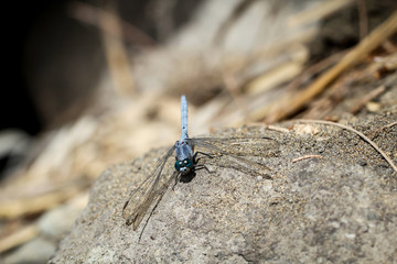Libelle, Kleinlibelle, Prachtlibelle, Odonata, Odonatoptera, Insekten 