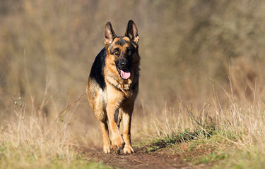german shepherd dog outdoor