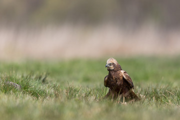 Birds of prey - Marsh Harrier (Circus aeruginosus), landing,