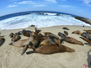 foki i lwy morskie © michalsen