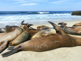 foki i lwy morskie © michalsen